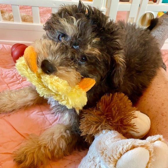 Meet your Posher, Wanda - Picture 3 of 16